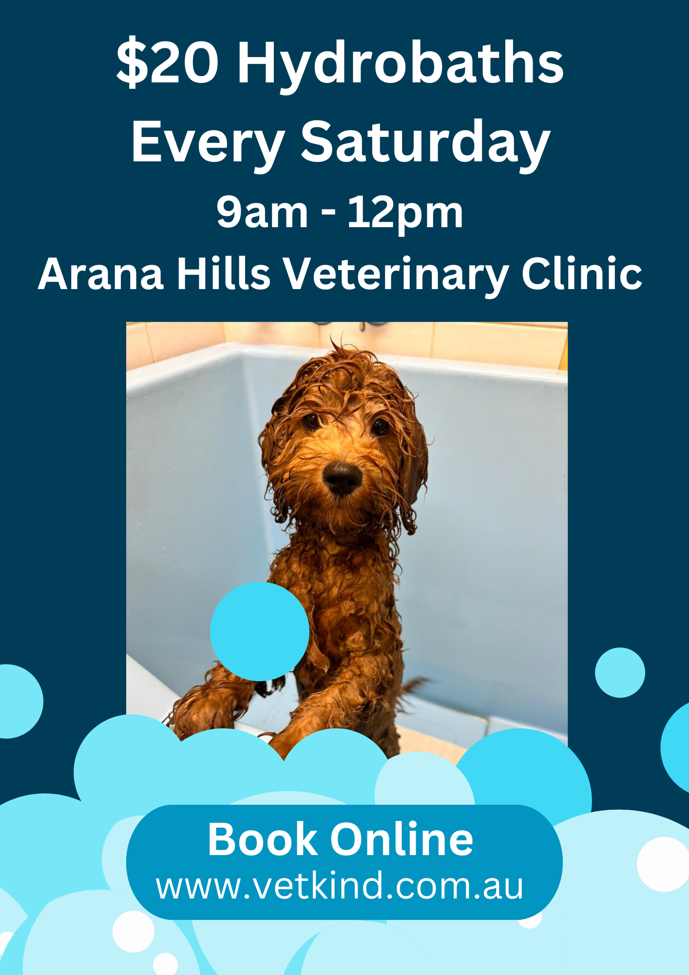 Photo of Cavoodle in blue hydrobath. Advertising $20 hydrobaths on Saturdays at Arana Hills. 